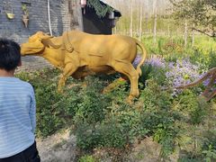 -合肥滨湖国家森林公园