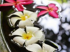 鸡蛋花-阿瓦尼河滨曼谷酒店