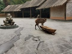 -金沙遗址博物馆