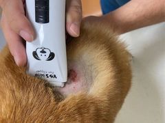 -康成宠物医院24H·CT·核磁共振