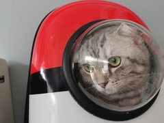 -伟伟宠物医院·瑞派猫友好医院·猫科(光谷店)