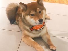 -柴务处·柴犬主题狗咖