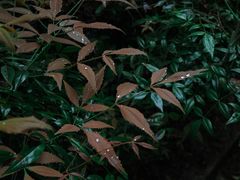 -南山植物园