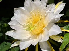 -合肥滨湖国家森林公园