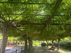 -嘉定紫藤园