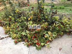 -马白开来特色羊排揪片子  (总店)