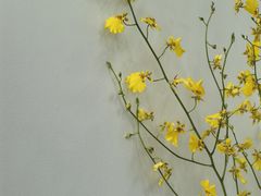 -平吉花卉市场