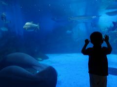 -烟台海昌鲸鲨海洋公园