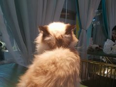 -喵喵咪呀布偶猫咖(春熙路店)