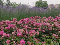 -杭州城北体育公园