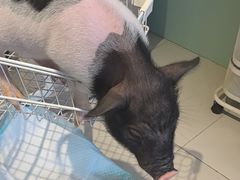 -怪兽屋·羊驼·猫咖·狗咖(俊华广场店)