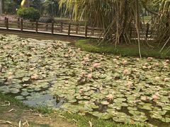 -中国科学院西双版纳热带植物园