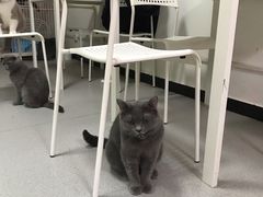 -我爱猫咪·猫咖·狗咖·安哥拉兔·羊驼咖(小寨华旗店)