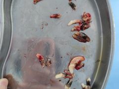 -北京赛佳动物医院