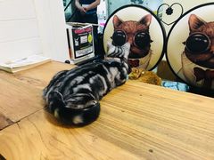 -李小姐の猫咖啡馆(五角场店)