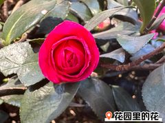 -浙江大学医学院附属第二医院(解放路院区)