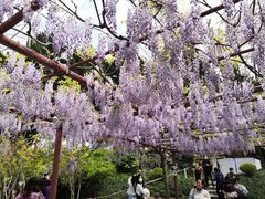 -嘉定紫藤园