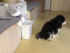 -芭比堂动物医院·犬猫全科·异宠专科(雁塔分院)