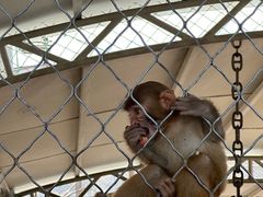 -西霞口神雕山野生动物世界