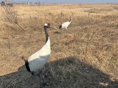 -盐城丹顶鹤湿地生态旅游区