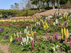 -春花秋色城市公园