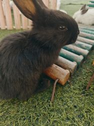 -萌宠亲子动物乐园(槐房万达店)