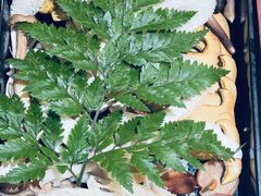 -花菇朵 ll 野生菌火锅·精品云南菜(后沙峪店)