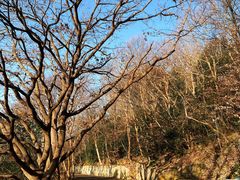 -紫金山山顶公园