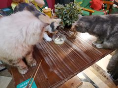 -猫色咖啡·猫咖