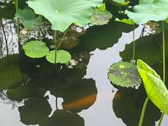 -溱湖国家湿地公园