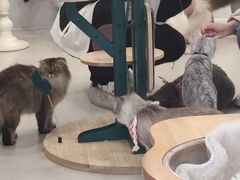 -共舞时光猫咖·狗咖(新街口店)