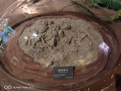 -安徽省地质博物馆