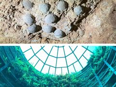 -西峡恐龙遗迹园