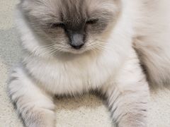 -藏猫猫咖啡主题馆(中央大道店)