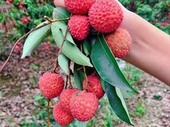 -广州市流溪河国家森林公园