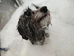 -PETKIT小佩宠物(古北店)