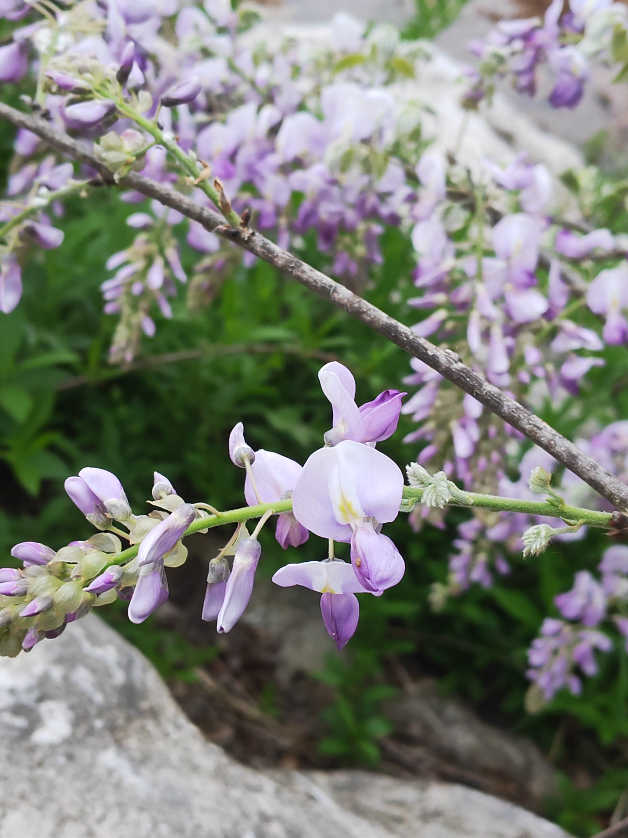 紫藤花开了,南京观赏点推荐