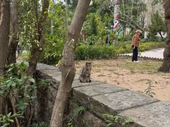 -九龙公园