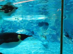 -帝企鹅自助餐厅•儿童岛•真企鹅(长隆企鹅酒店)