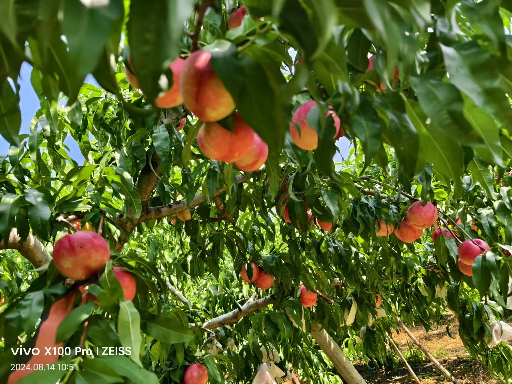 平谷采摘大桃.