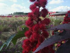 -北纬44度·金珠花海休闲农业旅游景区
