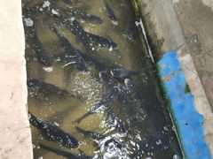 -姥家大锅台水库渔家