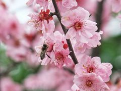 -花开海上生态园