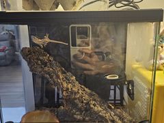 -酷以爬仙阁实体爬宠店·守宫·蜥蜴·专业繁育