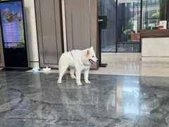 -上海崇明金茂凯悦酒店