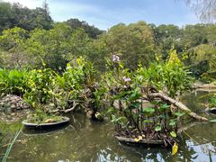 -深圳仙湖植物园