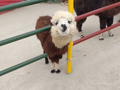 -西霞口神雕山野生动物世界