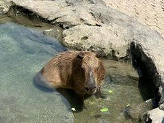 -上海野生动物园
