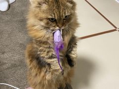 -momokira米努特·德文卷毛猫·棉花面纱犬