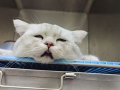 -安安宠医·安宠宠物医院